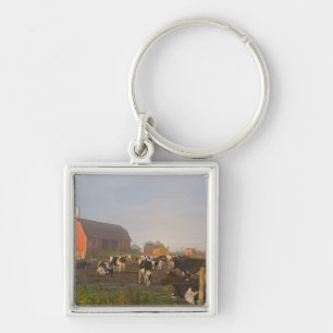 Chaveiro vacas leiteiras Holstein do lado de fora de um cel