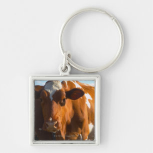 Chaveiro Vacas na fazenda