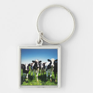 Chaveiro Vacas no campo, cidade de Betsukai, Hokkaido