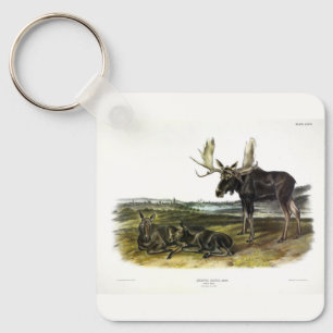 Chaveiro veado-alce (alces-alces-alces) de Audubon