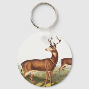 Chaveiro Veado-de-cauda-negra colombiano (Cervus Richardson