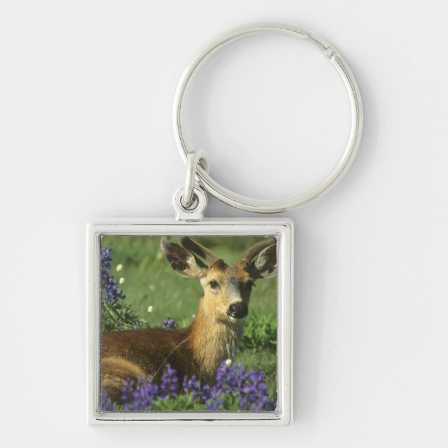 Chaveiro Veado-de-cauda-preta, Odocoileus hemionus (Frente)