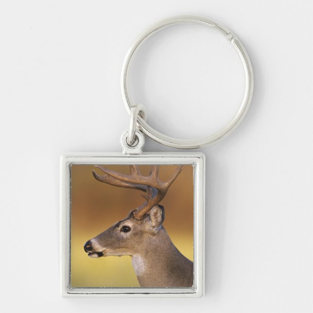 Chaveiro Veado-mateiro, Odocoileus virginianus, (Frente)