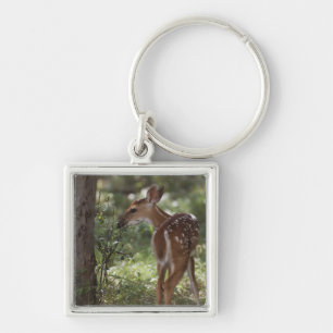 Chaveiro Veado-mateiro, Odocoileus virginianus