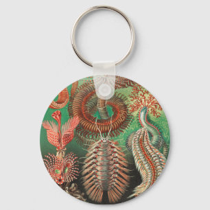 Chaveiro Vermes, Annelids Chaetopoda, por Ernst Haeckel