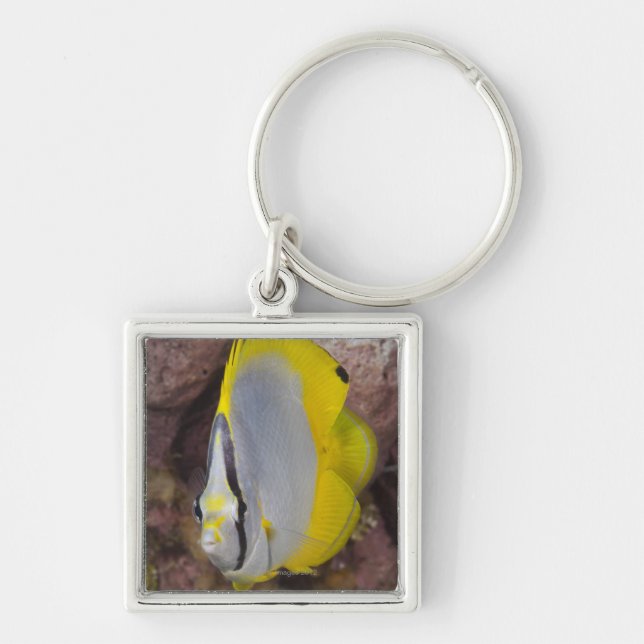 Chaveiro Vida subaquática, PEIXE:  Um tropical colorido (Frente)