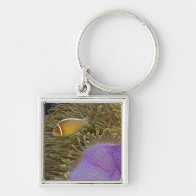 Chaveiro Vida subaquática; PEIXES: Clownfish (rosa (Frente)