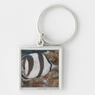 Chaveiro Vida subaquática; PEIXES:  Um Butterflyfish unido