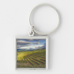 Chaveiro Vineyard. Vale Napa. Napa. Condado de Napa,