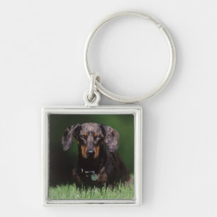 Chaveiro Vista de Dachshund de cor malhada