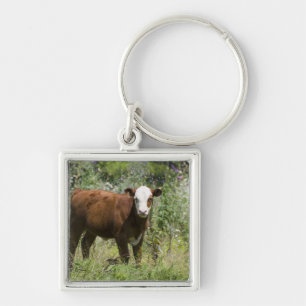 Chaveiro Vitela de Hereford (taurus do Bos) no pasto da