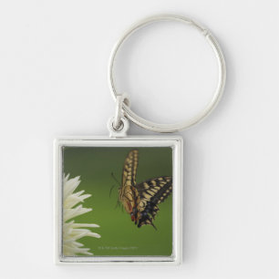 Chaveiro Vôo de Swallowtail do Velho Mundo