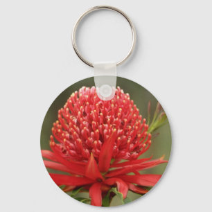 Chaveiro Waratah na flor, flores de Austrália