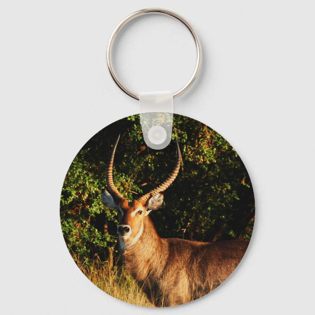 Chaveiro Waterbuck - ausari animais - teclas (Frente)