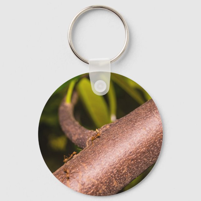 Chaveiro Weaver Ants em uma Madeira (Frente)