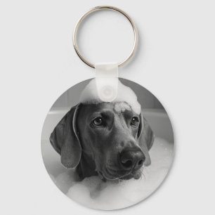 Chaveiro Weimaraner no banho com bolhas na cabeça