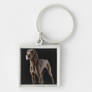Chaveiro Weimaraner, tiro do estúdio