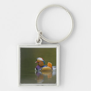 Chaveiro Wild Mandarin Duck Aix galericulata) no escuro