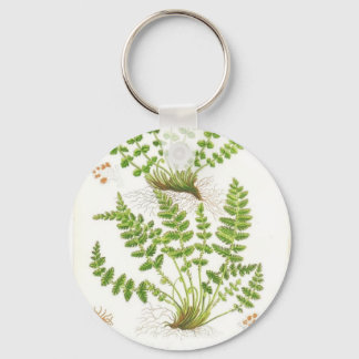 Chaveiro Woodsia Fern