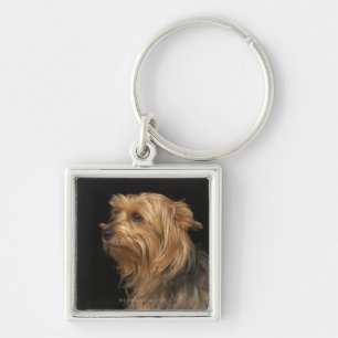 Chaveiro Yorkie preto e marrom deixou o perfil no preto