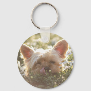 Chaveiro Yorkshire Terrier Lay em lábios de lamber Sun