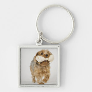 Chaveiro Yorkshire terrier no passeio branco do fundo