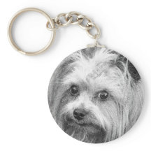 Yorkshire Terrier Yorkie Breve favorita