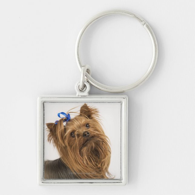 Chaveiro Yorkshire terrier/Yorkie. Raça vívida de (Frente)