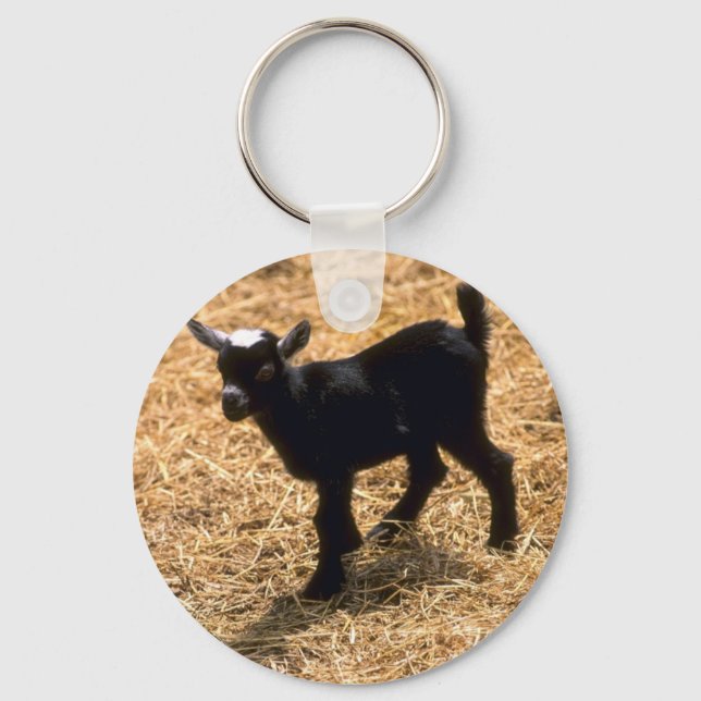 Chaveiro Young Pigmy Goat (Frente)