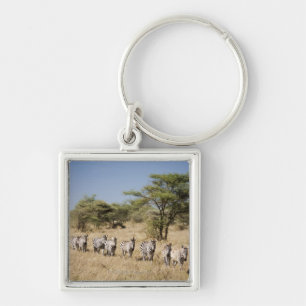 Chaveiro Zebra da migração, Tanzânia