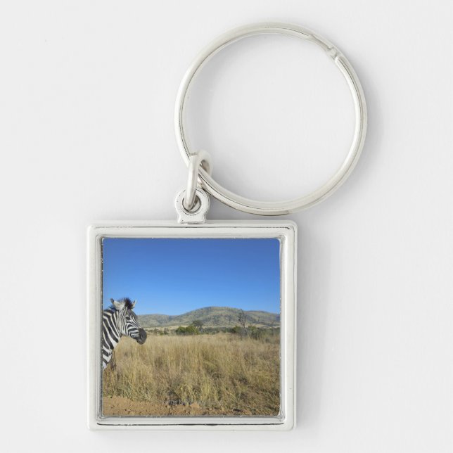 Chaveiro Zebra na planície aberta, parque nacional de (Frente)