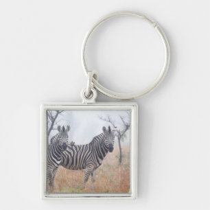 Chaveiro Zebras na poeira do amanhecer, nacional de Kruger