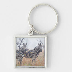 Chaveiro Zebras na poeira do amanhecer, nacional de Kruger