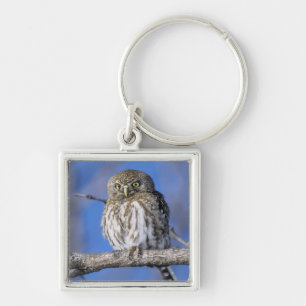 Chaveiro Zimbabué. Encerramento da coruja-penteada em