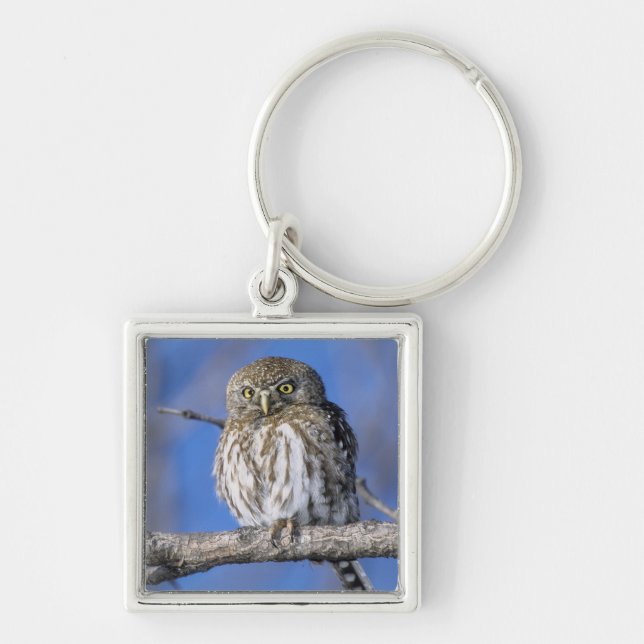 Chaveiro Zimbabué. Encerramento da coruja-pintada-pérola (Frente)