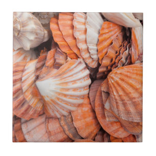 Chaves da Flórida, Key West, conchas marinhas