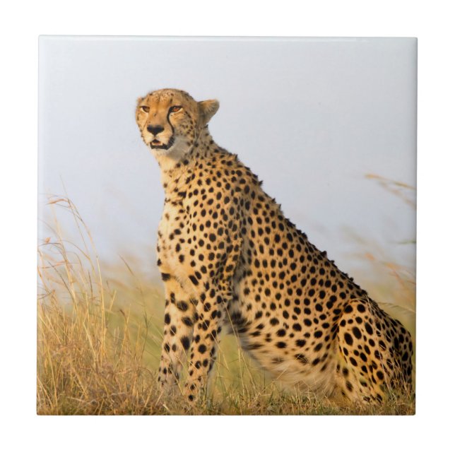 Cheetah (Frente)