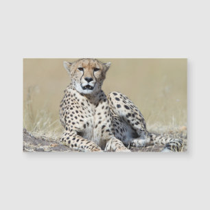 Cheetah