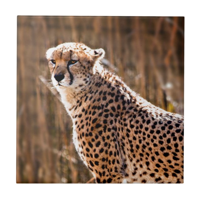 Cheetah (Frente)