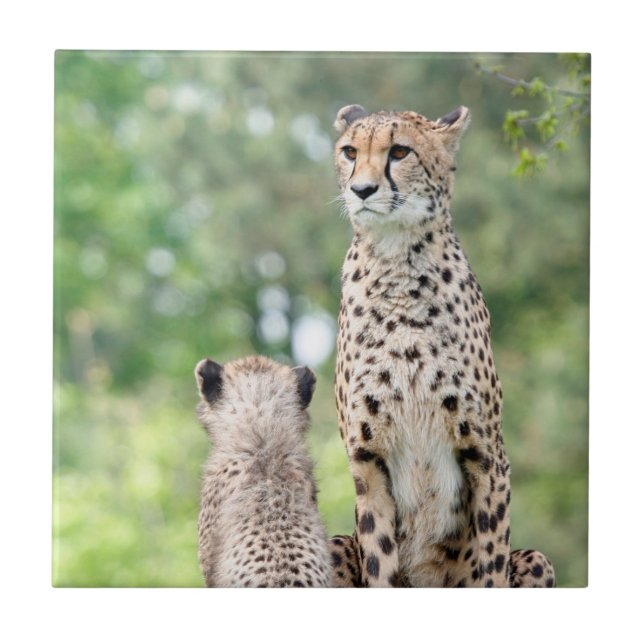 Cheetah 004 (Frente)