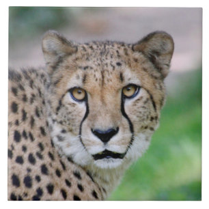 Cheetah 009