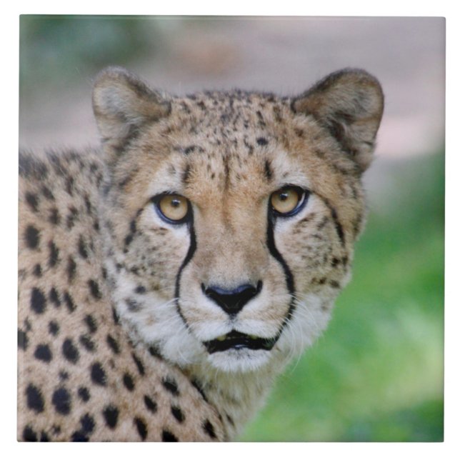 Cheetah 009 (Frente)