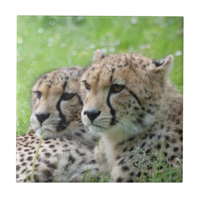 Cheetah 009 (Frente)