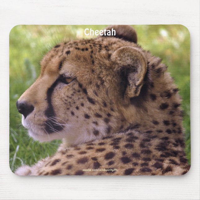 Cheetah Big Cat Wildlife Foto Mousepad (Frente)