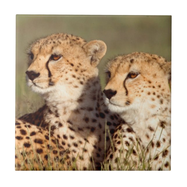 Cheetah Deitado Em Grama, Ngorongoro Conservation (Frente)