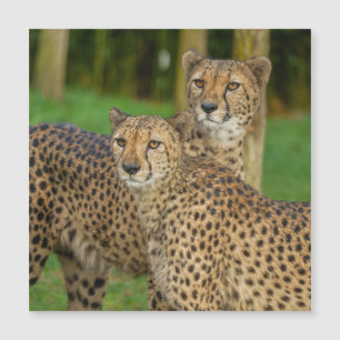 Cheetah Duo