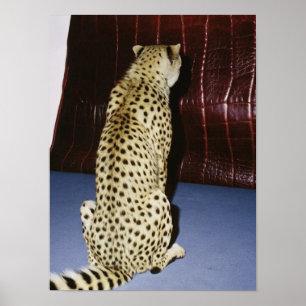 Cheetah Impressão
