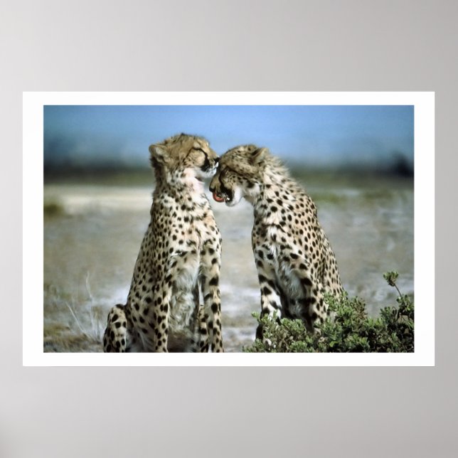 Cheetah Kisses Wildlife Poster (Frente)