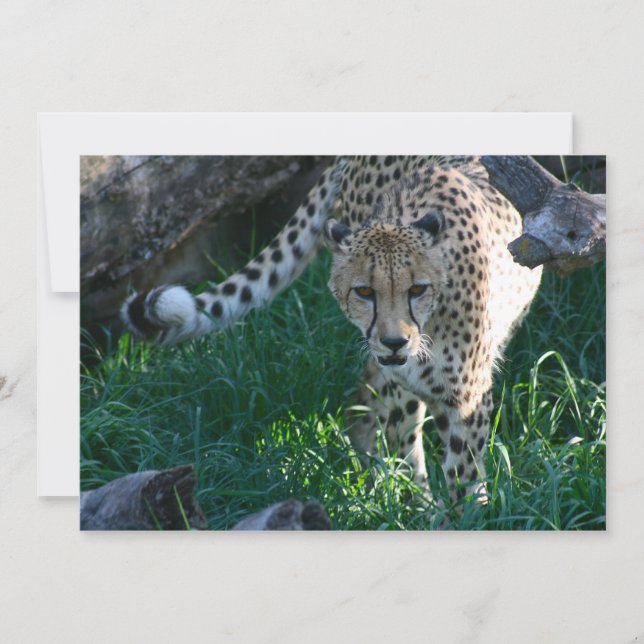 Cheetah na caça (Frente)