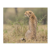 Cheetah no cenário da África Selvagem